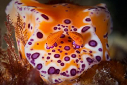 Coming right at ya!
Ceratosoma brevicaudatum, very commo... by Mick Tait 
